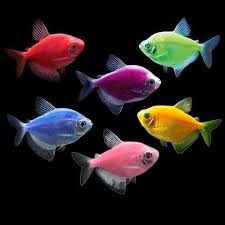 Mixed widow tetra