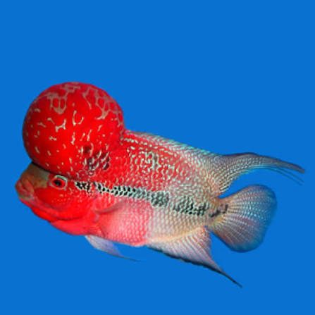 SRD flower horn