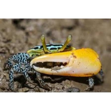 fiddler crab