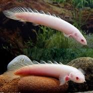 albino senegal bichir