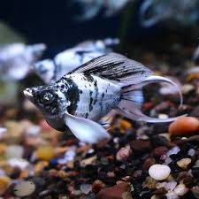 zebra balloon molly