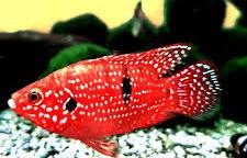 Jewel cichlid Red