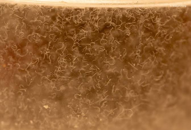 Vinegar eel