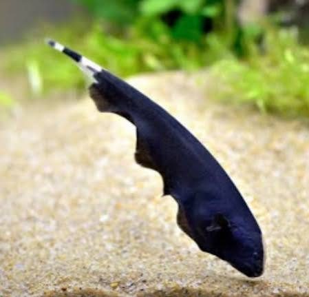 Black ghost knifefish