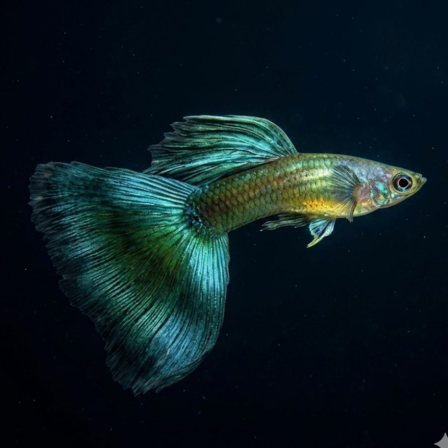Emerald green guppy