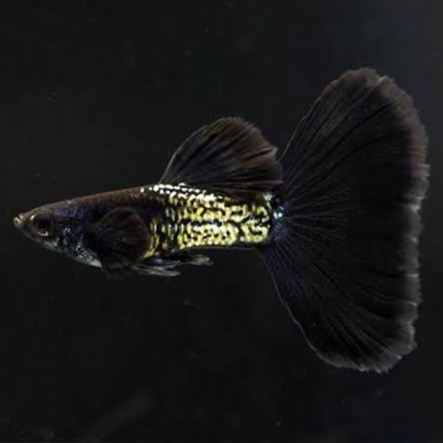 Metal black guppy