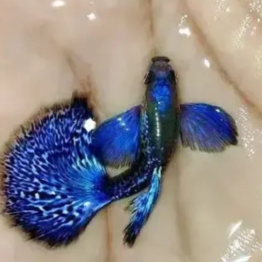 purple berry guppy 