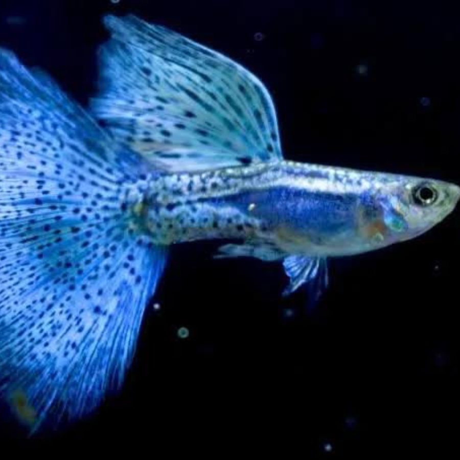 Blue grass guppy