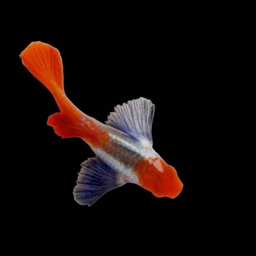 Platinum koi guppy