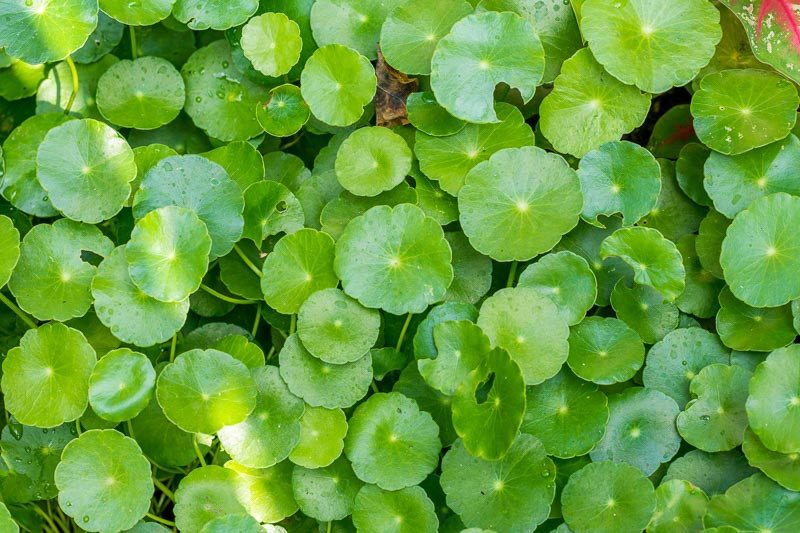 Hydrocotyle verticillata