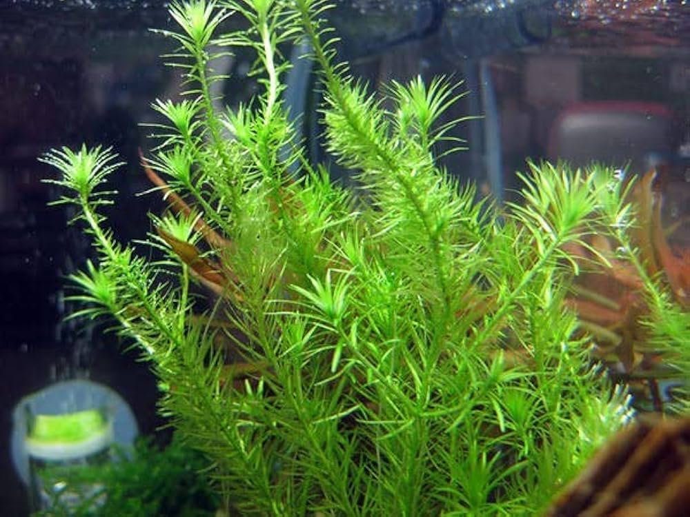 Hydrilla verticillata
