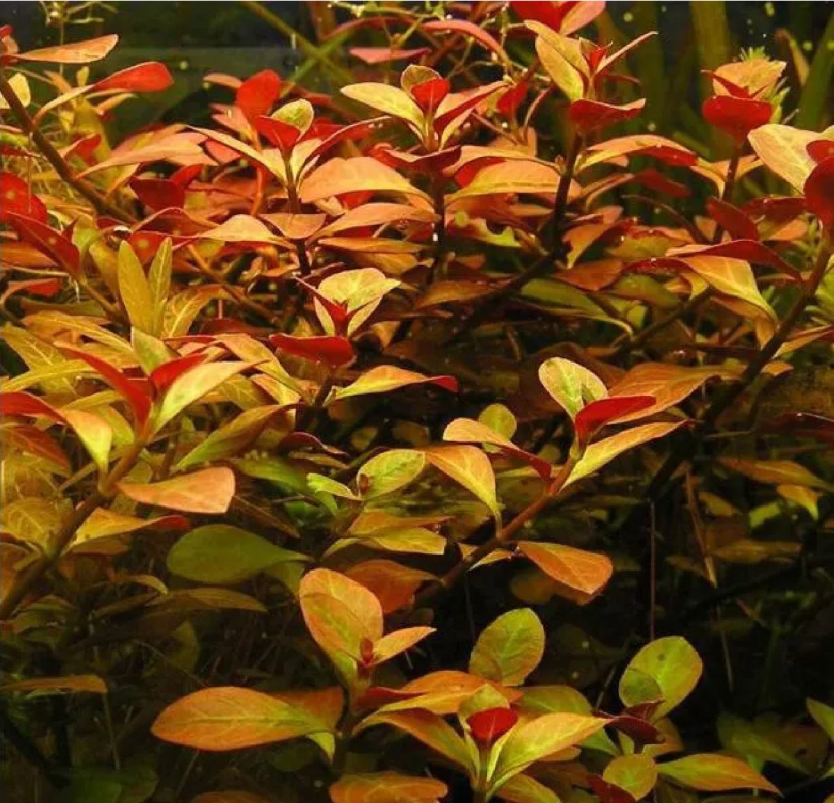 Ludwigia atlantis