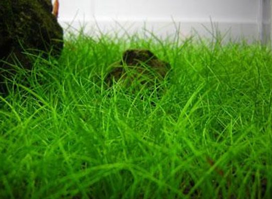 Eleocharis parvula
