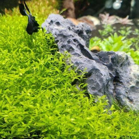 Pearl weed (hemianthus micranthemoides)