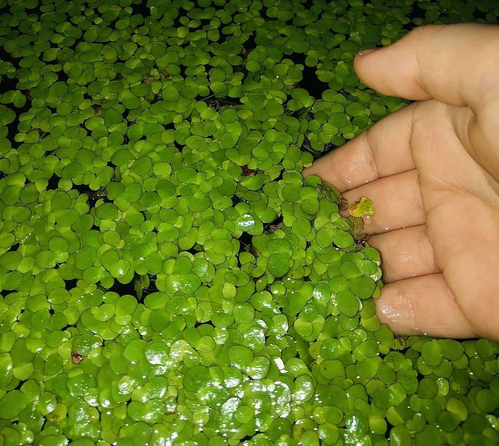 Spirodela polyrhiza