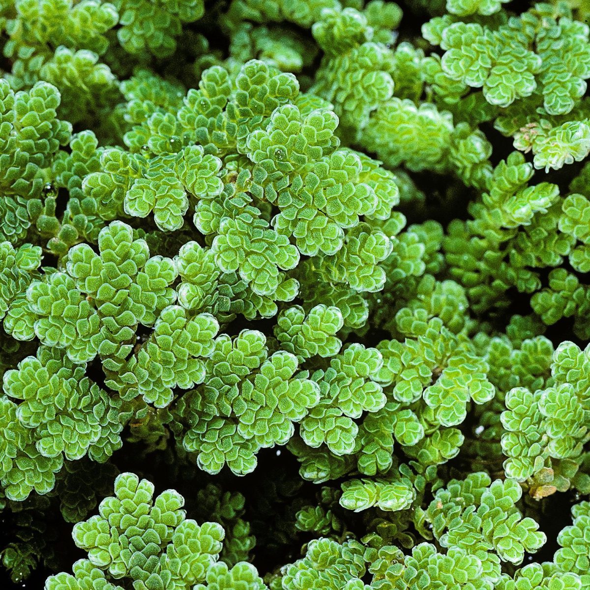 Azolla