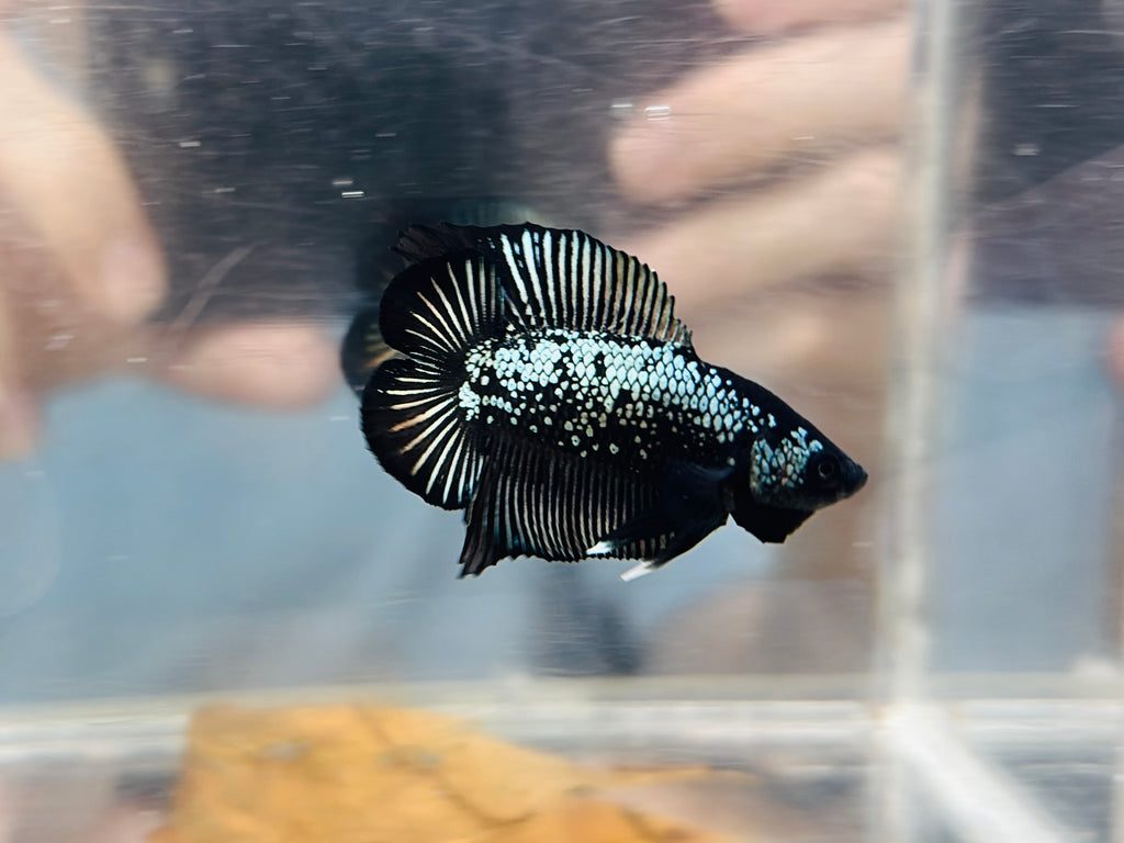Black mamba DTPK