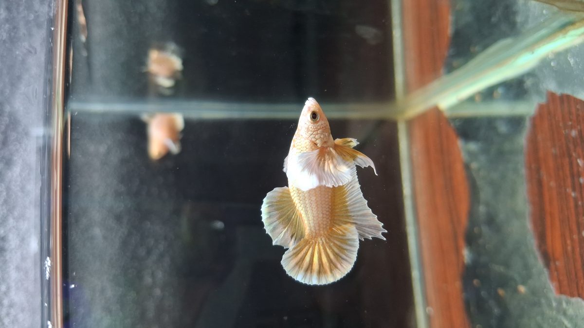 Golden Dumbo hmpk Betta