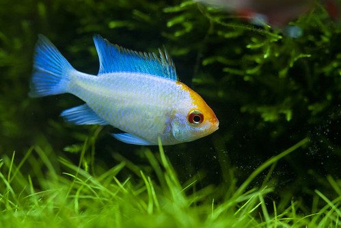 Powder Blue Ram (1 inch size )