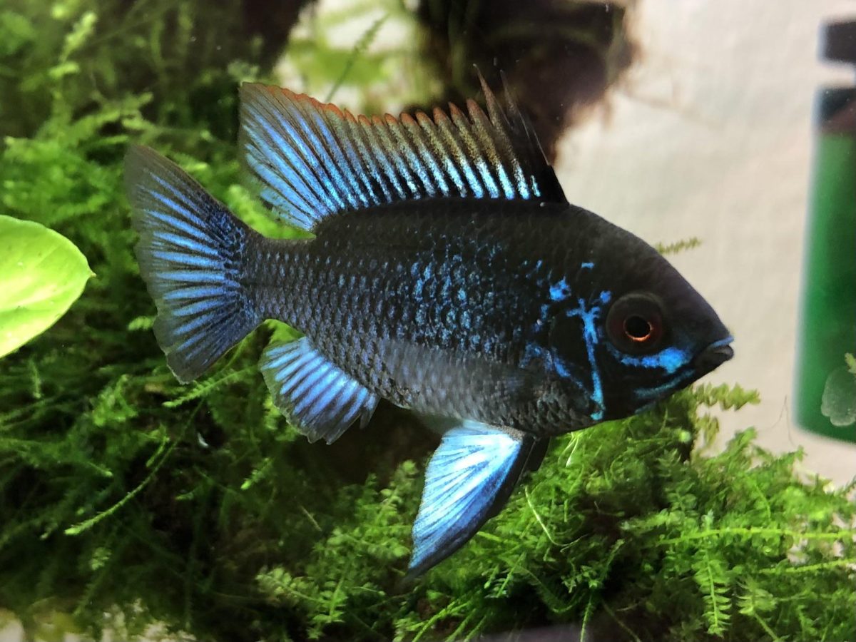 Blueknight Ramirezi Pair