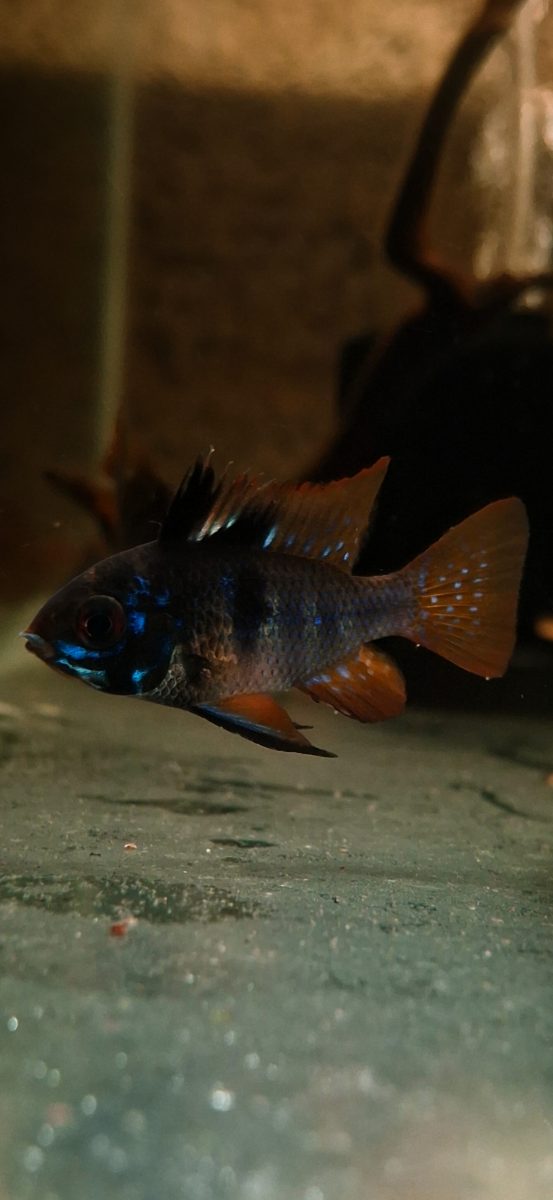 Dark German Ram (2 cm size)
